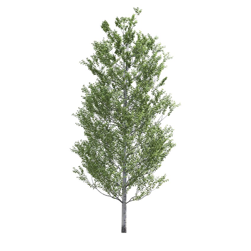 Populus tremuloides - Aspen